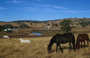 bckpFarmst.jpg (26353 bytes)