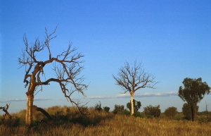 deadtree.jpg (23592 bytes)