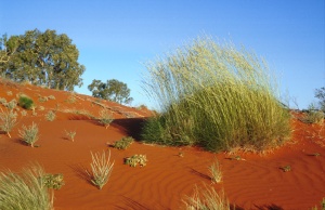 sanddune.jpg (27493 bytes)